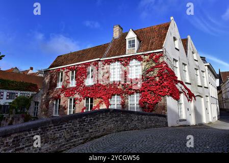 Maisons anciennes en briques couvertes de feuilles rouges à côté de Peerdenbrug au milieu du centre historique UNESCO Wolrd de Bruges, Belgique. Banque D'Images
