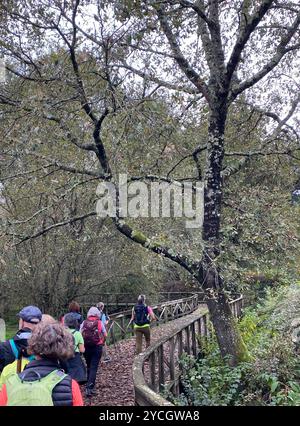 Groupe de personnes pratiquant le Walkinf nordique à travers la verdure de Galice, Espagne. Exercice le dimanche matin. Banque D'Images