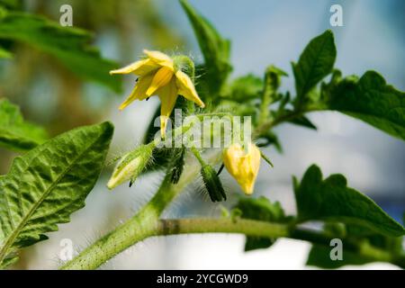 Fleur de tomate poussant en serre ; les vignes de tomate sont couvertes de poils fins et courts. Les fleurs de tomate jaunes sont portées dans une florescence. Banque D'Images