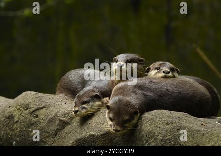 Une famille de loutres reposant ensemble sur un rocher, montrant l'espiègle et l'adorabilité dans un éclairage naturel qui met en valeur leur mignonne fourrure brune et élégante. Banque D'Images