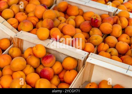 Plans détaillés montrant beaucoup d'abricots frais dans des caisses en bois Banque D'Images