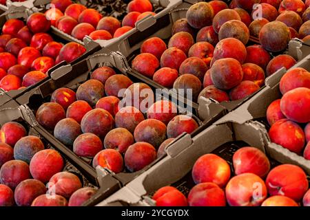 Plans détaillés montrant beaucoup de pêches et nectarines fraîches dans des caisses en carton Banque D'Images