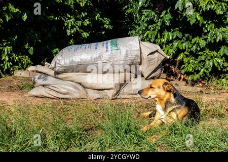 Vera Cruz, Sao Paulo, Brésil. 24 juin 2022. Chien dort au soleil sur une plantation de café, à côté de sacs et de matériel de récolte, dans une ferme au Brésil Banque D'Images