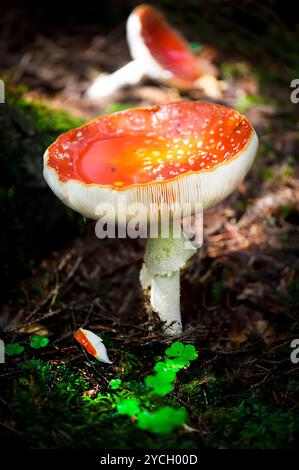 Agaric Fly de champignons dans la forêt. Profondeur de champ Banque D'Images