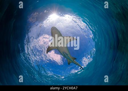 Requin citron encadré dans la fenêtre de Snell, montrant un ciel bleu et des nuages au-dessus de la surface Banque D'Images