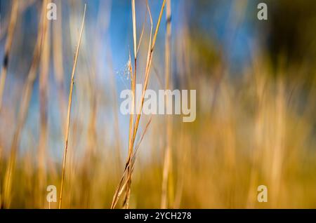 Une vue de Native Golden Reeds prise avec Depth of Field à l'automne, Brockton, ma, USA Banque D'Images