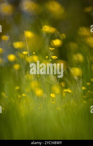 Papillons jaunes éclatants fleurissant un jour de mai ensoleillé, avec une mise au point sélective Banque D'Images