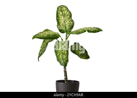 Plante Dieffenbachia en pot sur fond blanc Banque D'Images