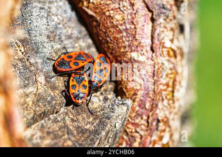 Groupe de punaises de feu (Pyrrhocoris apterus) sur l'écorce d'un arbre. Banque D'Images