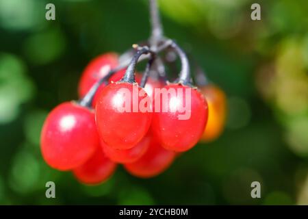 Gros plan sur les fruits de la plante Bittersweet (Solanum dulcamara). Banque D'Images