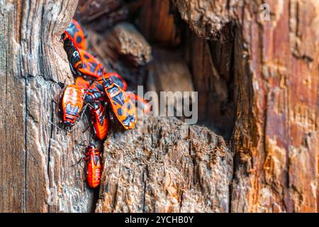 Groupe de punaises de feu (Pyrrhocoris apterus) sur un trou dans un poteau électrique. Banque D'Images