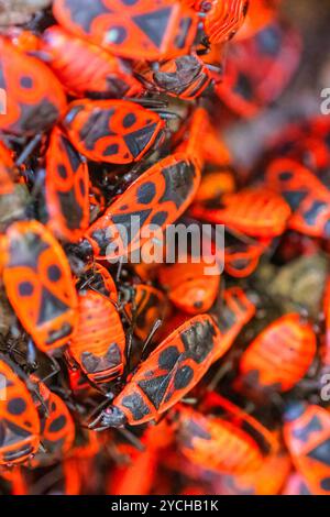 Groupe de punaises de feu (Pyrrhocoris apterus), plein cadre des insectes. Banque D'Images