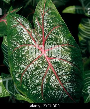 Die Kaladien, auch Buntblatt oder Buntwurz, sind im tropischen Suedamerika, vor allem in Brasilien, beheimatet. Die BEI uns als Zimmerpflanzen gehandelten Kaladien sind durchweg Kreuzungen, die als caladium Bicolor- oder caladium Schomburgkii-Hybriden in vielen buntblaettrigen Spielarten kultiviert sind. Buntwurz *** les caladiums, également connus sous le nom de feuilles panachées ou racines panachées, sont originaires de l'Amérique du Sud tropicale, en particulier du Brésil. Les caladiums que nous vendons comme plantes d'intérieur sont tous des hybrides qui sont cultivés comme Caladium Bicolor ou Caladium Schomburgkii hybrides dans de nombreuses variétés panachées. Banque D'Images