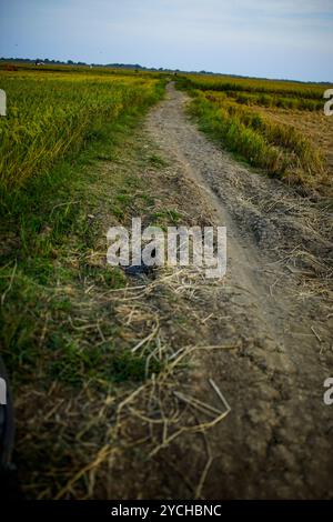 chemin avec sol sec au milieu des rizières Banque D'Images