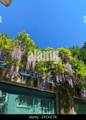 Belle wisteria brachybotrys vigne avec des fleurs violettes et des feuilles vert vif suspendues au-dessus d'un garaje. Avec un ciel bleu vif Banque D'Images