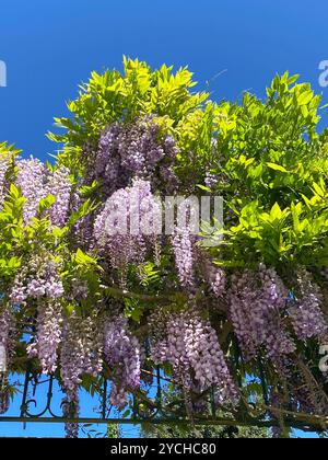 Belle wisteria brachybotrys vigne avec des fleurs violettes et des feuilles vert vif suspendues au-dessus d'un garaje. Avec un ciel bleu vif Banque D'Images