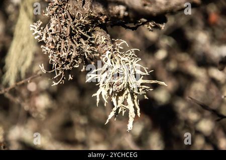 Lichen de mousse d'Islande sur la branche d'arbre en gros plan Banque D'Images