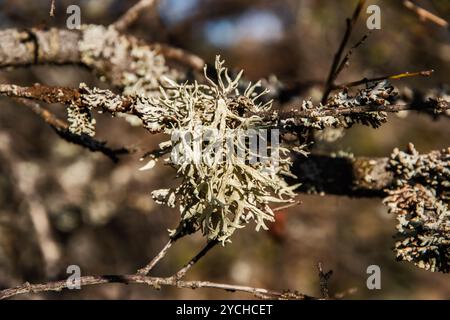 Lichen de mousse d'Islande sur la branche d'arbre en gros plan Banque D'Images