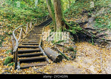 escalier en bois sur un sentier forestier en automne avec des feuilles tombées Banque D'Images