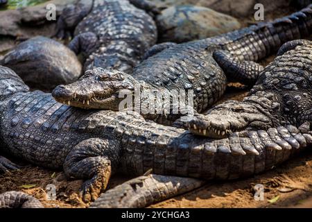 Crocodile, alligator sur un boeuf Banque D'Images