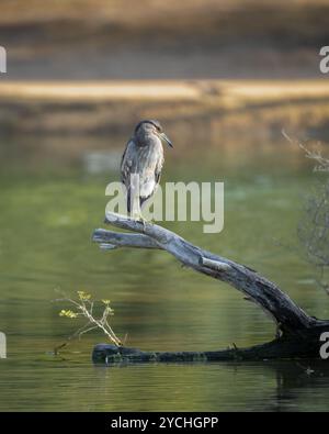 Héron nocturne juvénile couronné noir juvénile perché sur une branche morte dans le lac des lacs Al Qudra à Dubaï, Émirats arabes Unis. Aussi appelé Nyctico Banque D'Images