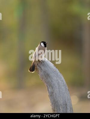 Un bulbul solitaire à oreilles blanches perché sur un tronc d'arbre mort dans la nature aux lacs Al Qudra à Dubaï, Émirats arabes Unis. Aussi appelé Pycnonotus leucot Banque D'Images