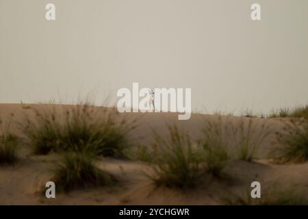 Gazelle de sable arabe solitaire debout sur une dune de sable au crépuscule dans le désert et regardant à la réserve de conservation du désert Al marmoom à Dubaï, Émirats arabes Unis. Banque D'Images