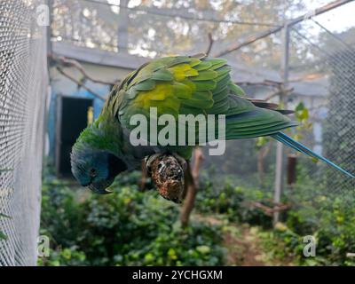 un perroquet vert sur une branche dans le zoo Banque D'Images