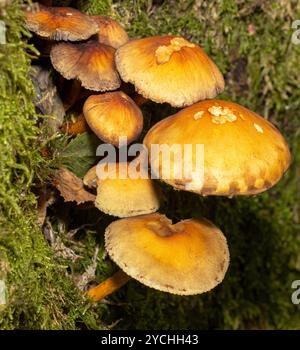 Le Conifer Tuft est spécialisé dans le bois mort de conifères. Les stipes sont souvent pliées et poussent en touffes serrées. Le parasol s'aplatit en grandissant Banque D'Images