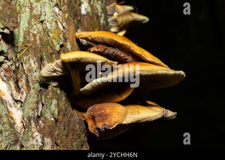 Le Conifer Tuft est spécialisé dans le bois mort de conifères. Les stipes sont souvent pliées et poussent en touffes serrées. Le parasol s'aplatit en grandissant Banque D'Images