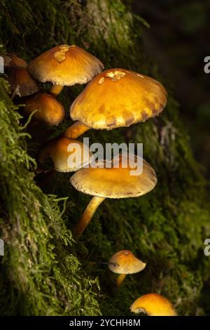 Le Conifer Tuft est spécialisé dans le bois mort de conifères. Les stipes sont souvent pliées et poussent en touffes serrées. Le parasol s'aplatit en grandissant Banque D'Images