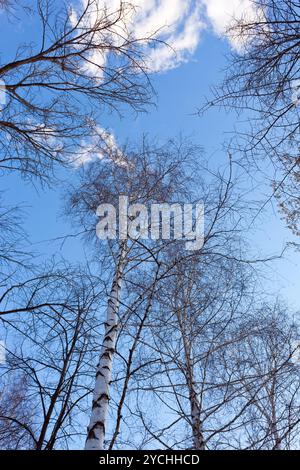 De grands arbres dans la forêt contre le fond de ciel bleu Banque D'Images