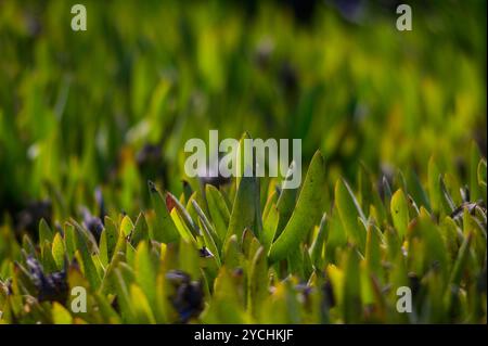 La lumière du soleil filtre à travers le feuillage, illuminant un lit florissant de plantes vertes qui balancent doucement dans la douce brise lors d'un après-midi tranquille. Banque D'Images