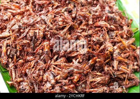 Cuisine thaïlandaise au marché. Sauterelle pour insectes frits Banque D'Images