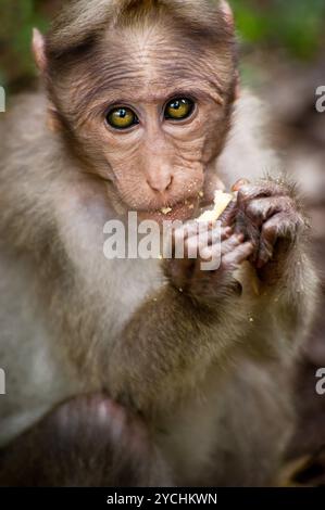 Petit singe mangeant de la nourriture dans la forêt de bambous Banque D'Images