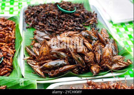 Cuisine thaïlandaise au marché. Sauterelle pour insectes frits Banque D'Images