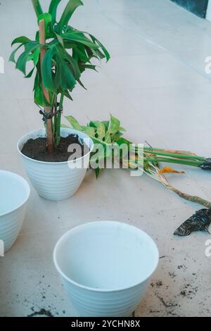 Depuis la terrasse au-dessus de laquelle les plantes d'intérieur sont replantées dans de nouveaux pots Banque D'Images