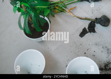 Depuis la terrasse au-dessus de laquelle les plantes d'intérieur sont replantées dans de nouveaux pots Banque D'Images