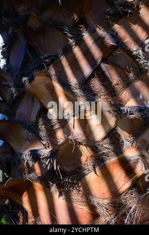 La lumière du soleil filtre à travers les feuilles, projetant des ombres complexes sur l'écorce texturée d'un palmier. Les tons chauds se mélangent, créant un tropi serein Banque D'Images