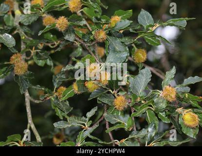 Un gros plan des noix de hêtre, Fagus sylvatica. Banque D'Images