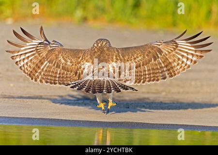 Un faucon juvénile à queue rouge (Buteo jamaicensis) débarquant. Banque D'Images