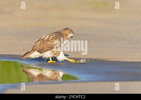 Un faucon juvénile à queue rouge (Buteo jamaicensis) au sol. Banque D'Images