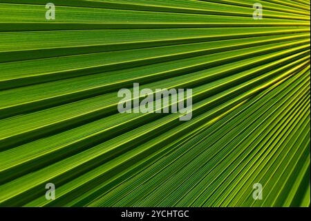 Une exquise exposition d'une feuille de palmier tropical, rayonnant des tons verts vibrants et des lignes complexes, illuminée par une douce lumière de l'après-midi, célébrant le natu Banque D'Images