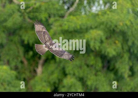 Un faucon juvénile à queue rouge (Buteo jamaicensis) en vol. Banque D'Images