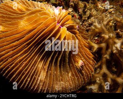 Corail champignon commun, fongites Fungia, dans le récif corallien tropical de Puerto Galera, Philippines. Chacun des coraux contient un seul polype Banque D'Images