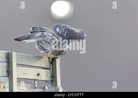 Un faucon juvénile à queue rouge (Buteo jamaicensis) décollant en vol. Banque D'Images