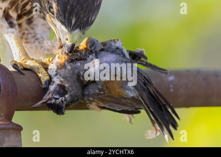 Un robin américain mort (Turdus migratorius) dans les talons d'un faucon à queue rouge (Buteo jamaicensis). Banque D'Images