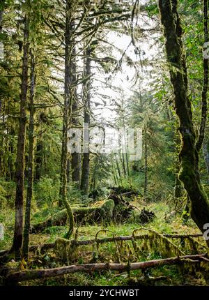 La lumière atmosphérique du matin filtre à travers les branches moussues des arbres de deuxième croissance le long d'une rivière où vivent des saumons dans la forêt tropicale Great Bear, en Colombie-Britannique Banque D'Images