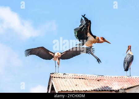 MARABOU STORK- ( Leptoptilos crumeniferus) volant à Kampala Ouganda Banque D'Images