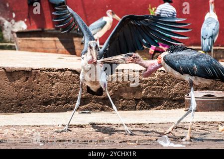 MARABOU CIGOGNES- ( Leptoptilos crumeniferus) luttant pour la nourriture - Kampala Ouganda Banque D'Images